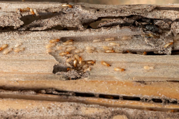 Best Termite Control Services  in Blakely, PA