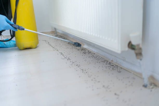 Reliable Blakely, PA Pest Control Solutions